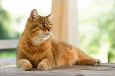 Quelle est la dur&eacute;e moyenne de la gestation d'un chat ?