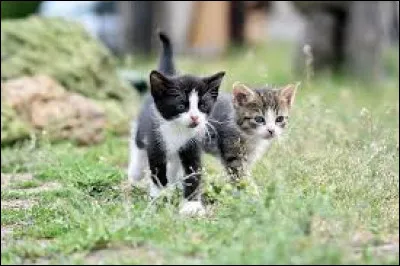 Au bout de combien de jours un chaton ouvre-t-il les yeux en moyenne ?