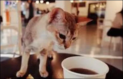 Existe-t-il des caf&eacute;s f&eacute;lins en France ?