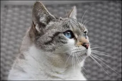 Combien de temps dort en g&eacute;n&eacute;ral en chat adulte ?