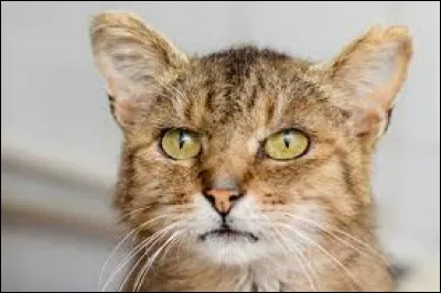 Le chat est :