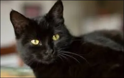 Au Royaume-Uni croiser un chat est synonyme :