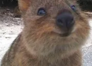 Quiz Les animaux rigolos