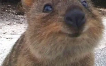 Quiz Animaux bizarres