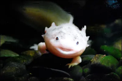 Quel animal a la capacit&eacute; &agrave; faire repousser ses organes et ses membres ?