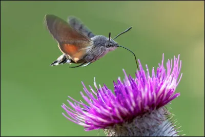 Quel est le papillon le plus rapide ?