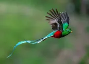 Quiz L'oiseau en culture gé !