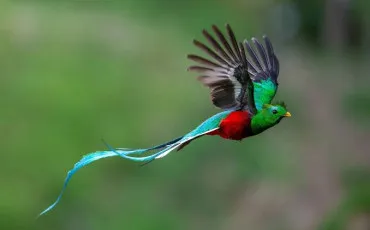 Quiz Oiseaux