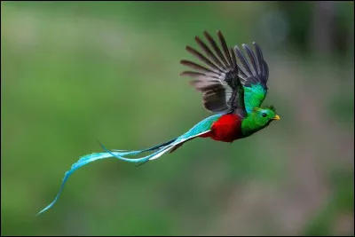 De quel pays le quetzal est-il l'embl&egrave;me national ?