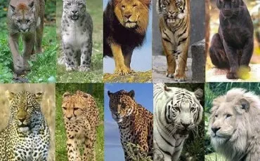 Quiz Felins