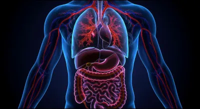 Quel organe du corps humain produit l'insuline ?