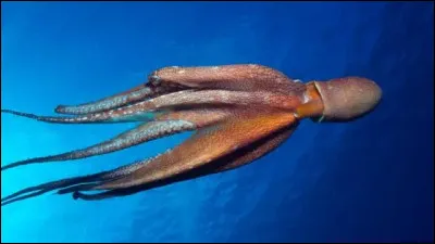 Quel mot d&eacute;signe l'&eacute;tude des mollusques c&eacute;phalopodes dont fait partie le poulpe ?