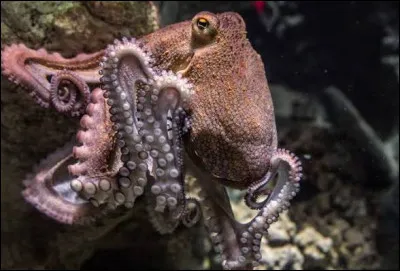 Quelle est la diff&eacute;rence entre un poulpe et une pieuvre ?