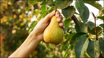 Que signifie l'expression populaire &laquo;&nbsp;garder une poire pour la soif&nbsp;&raquo; ?
