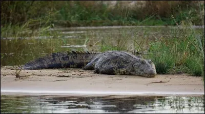 Le crocodile est un mammif&egrave;re.