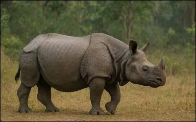Le rhinoc&eacute;ros est un mammif&egrave;re.