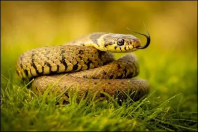 Le serpent est un mammif&egrave;re.