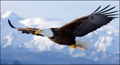 L'aigle est un mammif&egrave;re.
