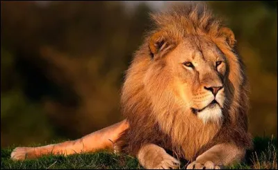 Le lion est un mammif&egrave;re.