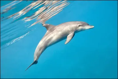 Le dauphin est un mammif&egrave;re.