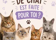 Test Quelle race de chats est faite pour toi ?