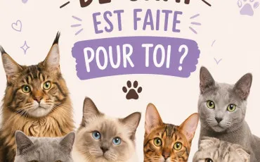 Quiz Test de personnalité