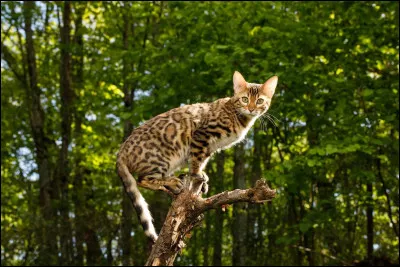 Si tu &eacute;tais un chat, tu serais...