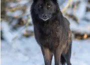 Quiz Connais-tu vraiment le loup ?