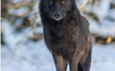 Quiz Animaux