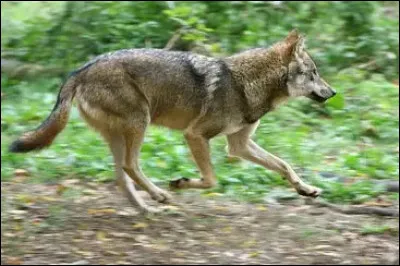 Quelle est la vitesse maximale approximative d'un loup en course ?