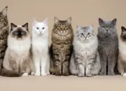 Test Qui seriez vous en tant que chat ?
