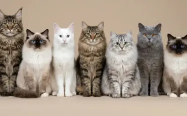 Quiz Test de personnalité