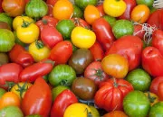 Quiz Les tomates en culture générale