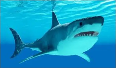 Quel est cet animal ?