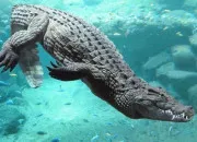 Quiz Les crocodiles