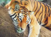 Quiz Le tigre