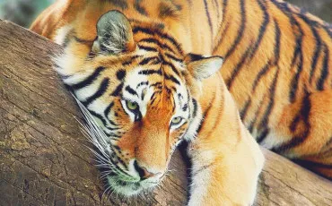 Quiz Tigres