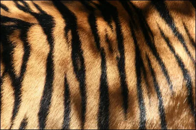 Les rayures d&rsquo;un tigre sont-elles uniques ?