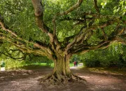 Quiz Sauras-tu reconnaître ces arbres ?