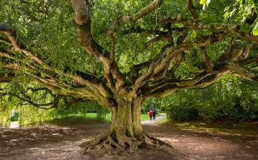 Quiz Arbres