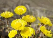 Quiz Fleurs et plantes fleuries de nos jardins