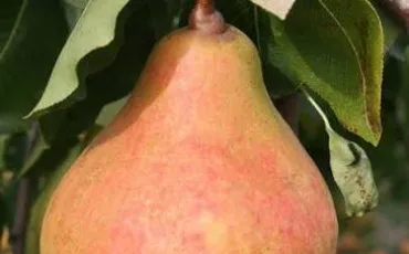 Quiz Fruits