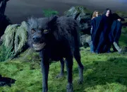 Quiz A - Animagus