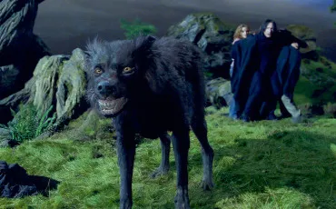 Quiz Harry potter