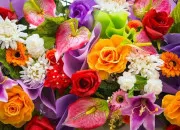 Quiz Des fleurs par milliers !