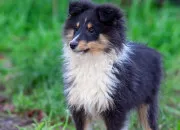 Test Quel chien es-tu ?