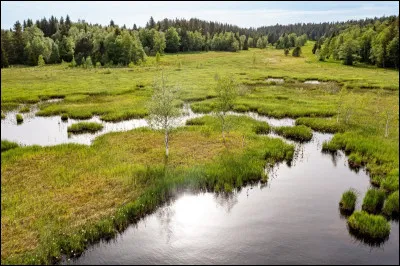 Une certaine mousse est particuli&egrave;rement connue pour sa capacit&eacute; &agrave; former les tourbi&egrave;res et &agrave; stocker de grandes quantit&eacute;s d'eau, la...