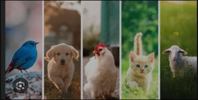 Quel ton animal pr&eacute;f&eacute;r&eacute; entre tous ?