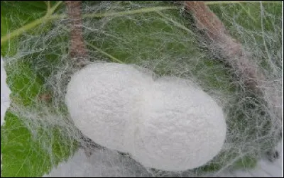 Quelle est cette fibre (image), avec laquelle on peut fabriquer du tissu dit velours ?