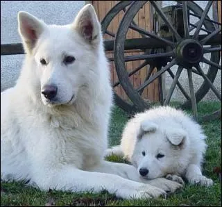 Comment s'appelle ce Berger Blanc ?